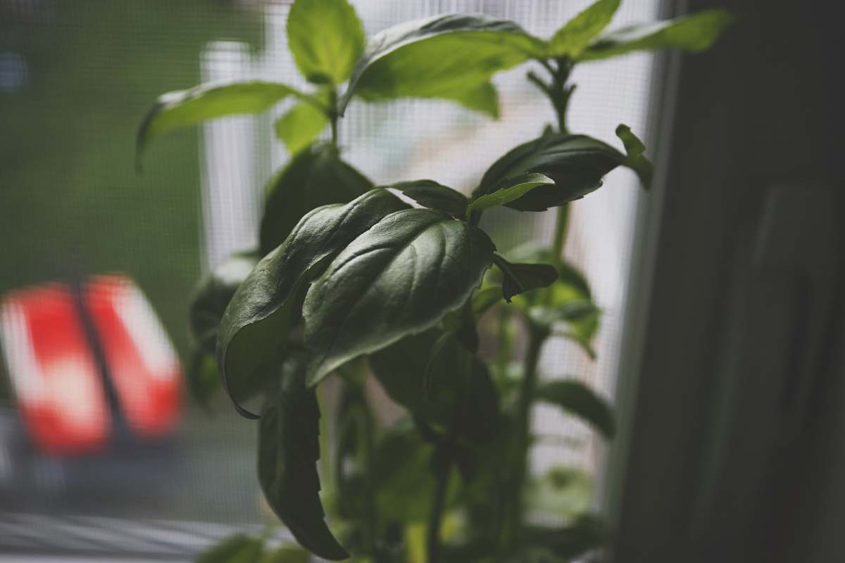 leaf green-leafed plant jar