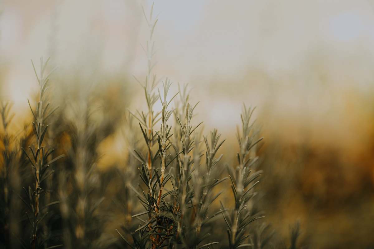 grass green plants during day nature