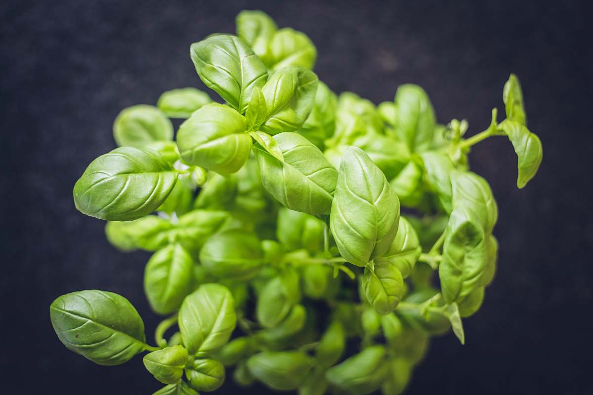 food mint plant vegetable