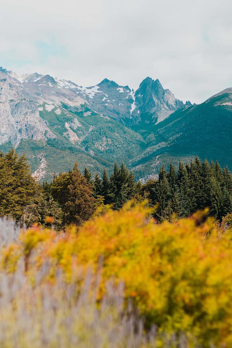 tree pine trees near mountain under white sky abies