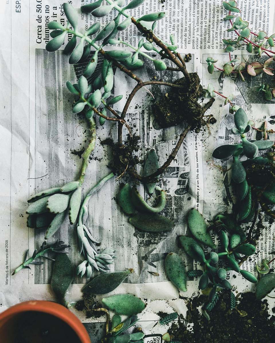 argentina rubber fig plants lying on gray newspaper buenos aires