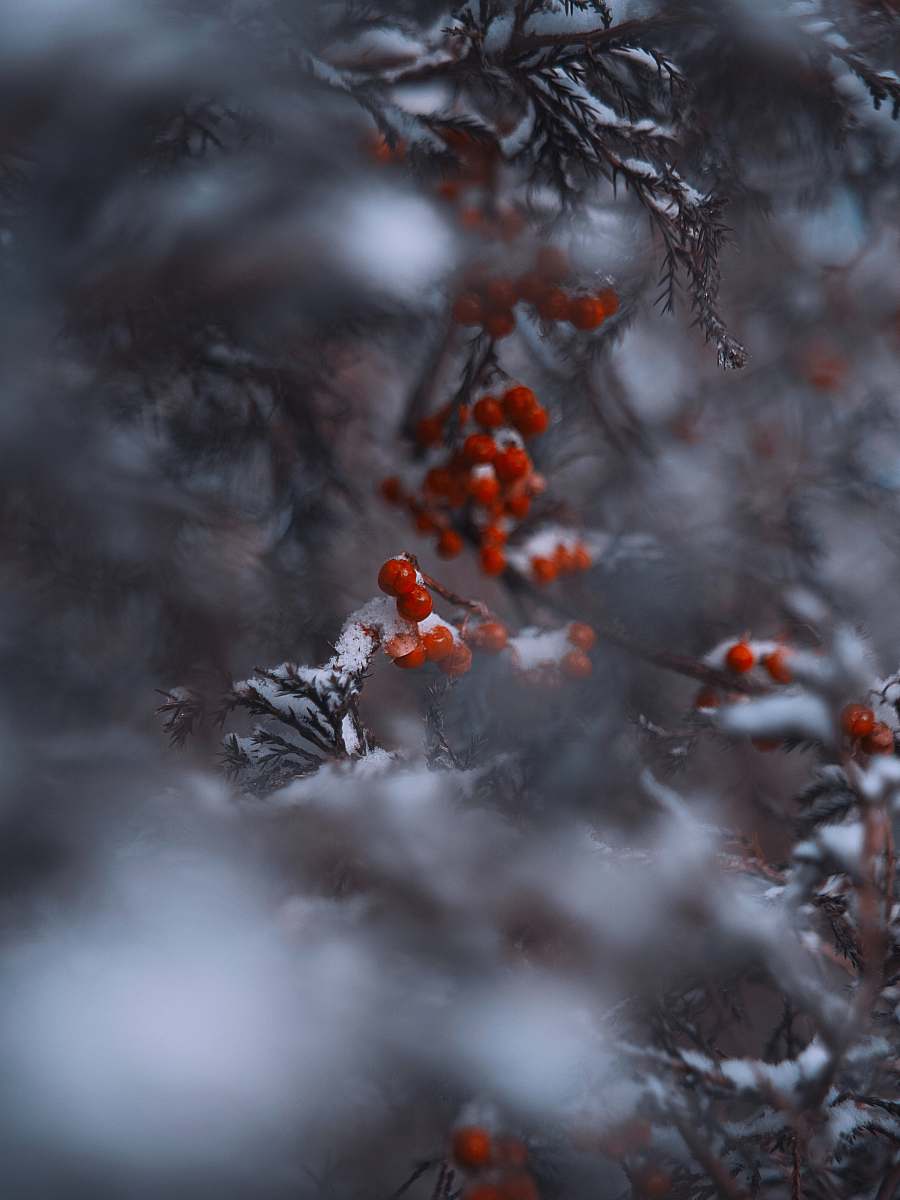 nature snow-covered red mistletoe outdoors