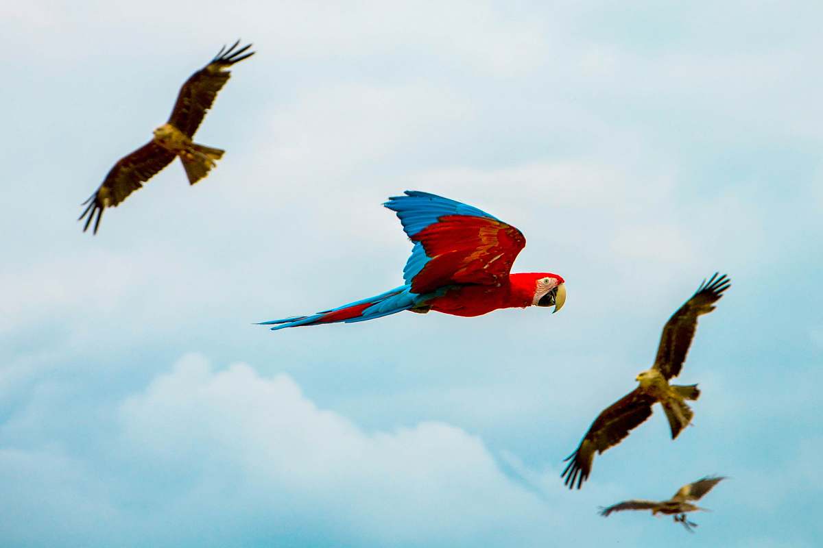 bird four assorted birds in the middle of the air during daytime parrot