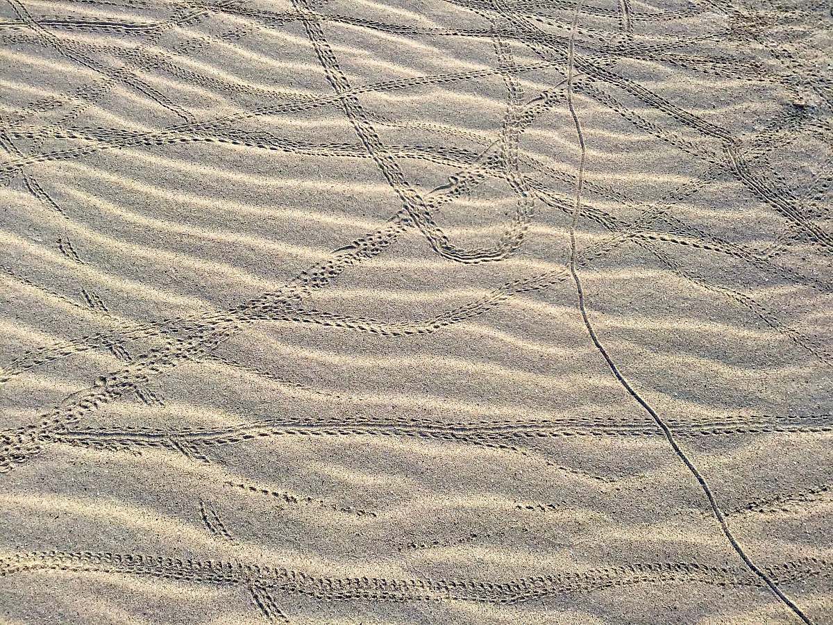 nature blue and white floral textile sand