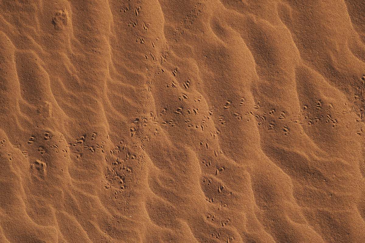 nature foot print on sand brown