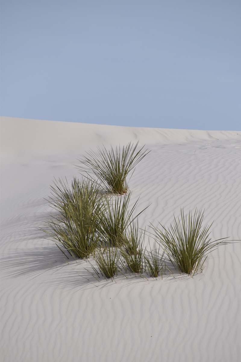 sand green grasses nature