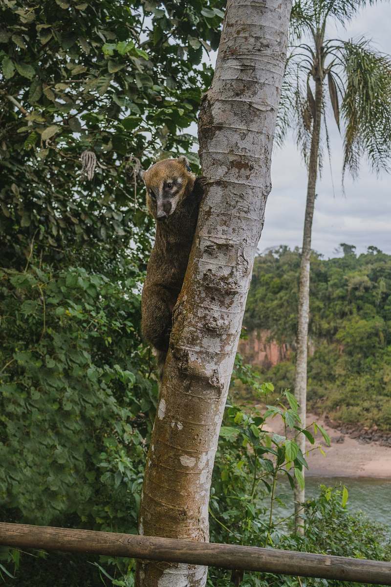 animal brown animal climbing on tree mammal