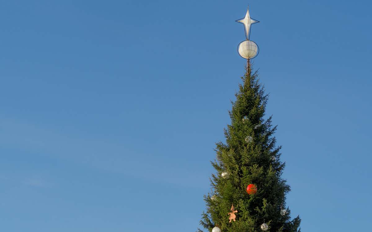 stockholm green Christmas tree sweden