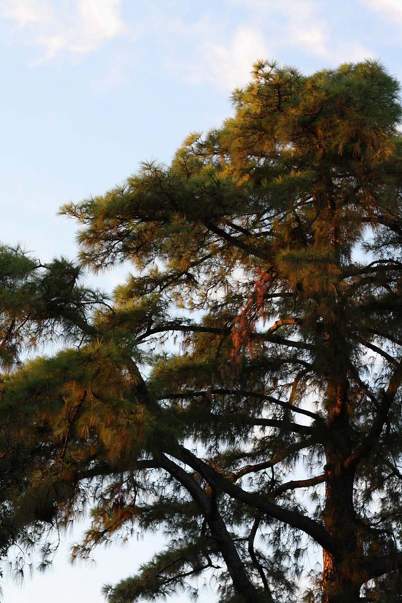 plant green leaf trees under blue and white skies conifer