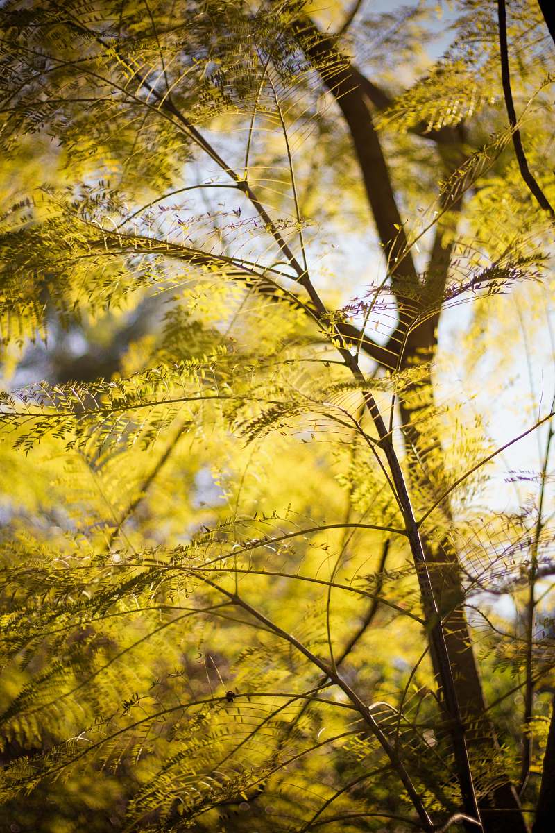 plant green-leafed tree leaf