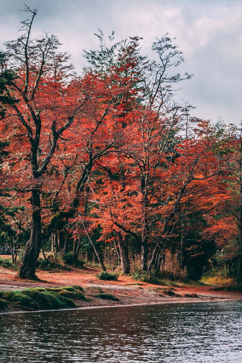 plant red-leafed trees during daytime maple