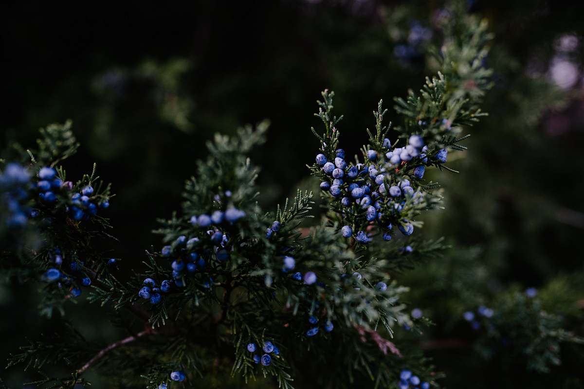 flower shallow focus photo of green lpants blueberry