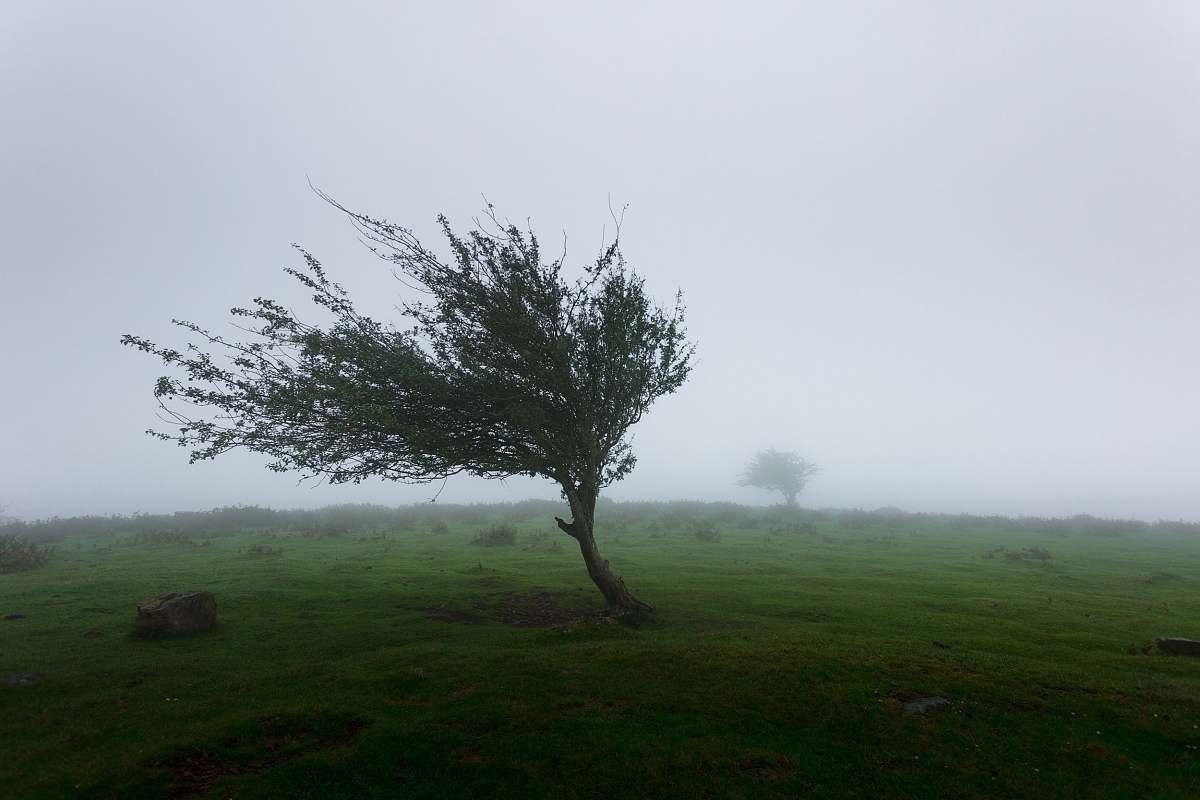 nature trees with wind photo iraty