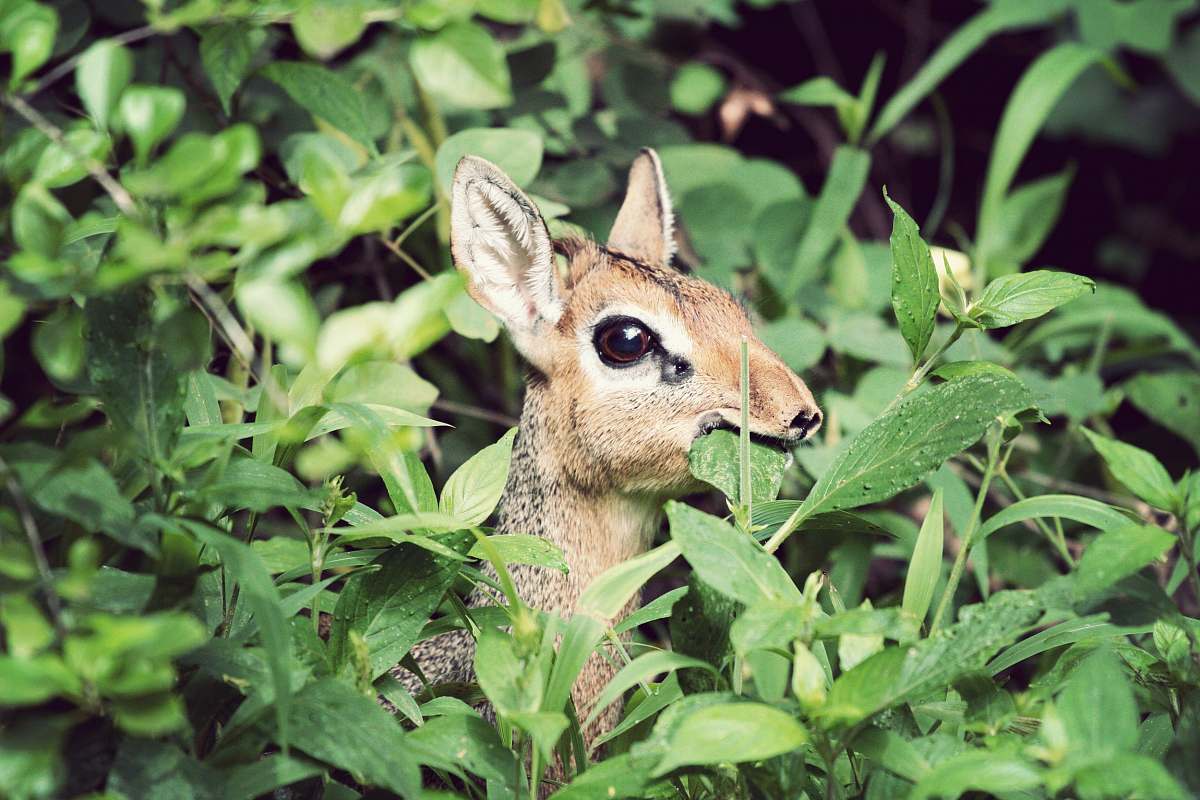 kenya brown and gray deer on green leaf nature