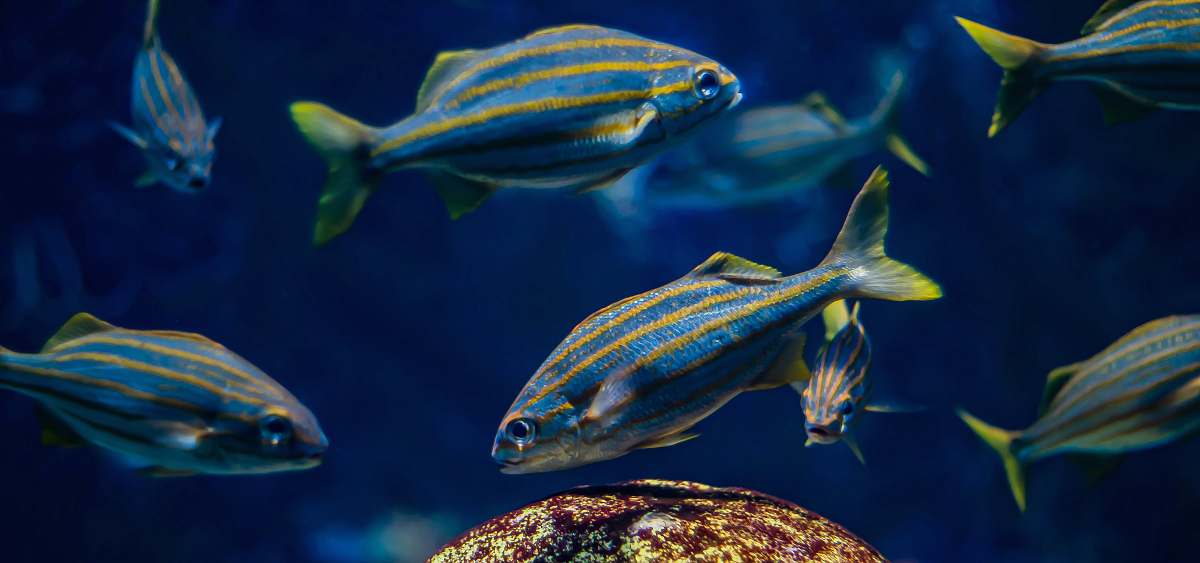 fish school of blue fish water