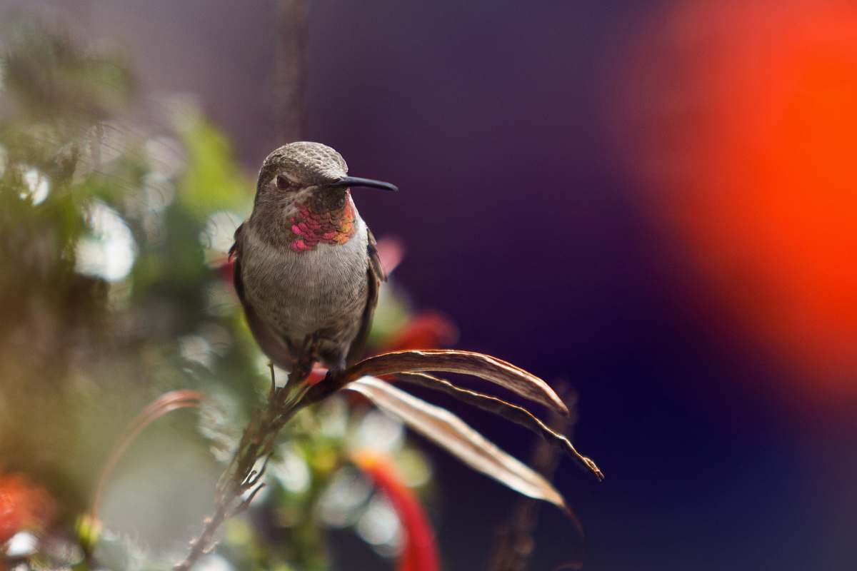 animal focus photo of a hummingbird on leaf hummingbird