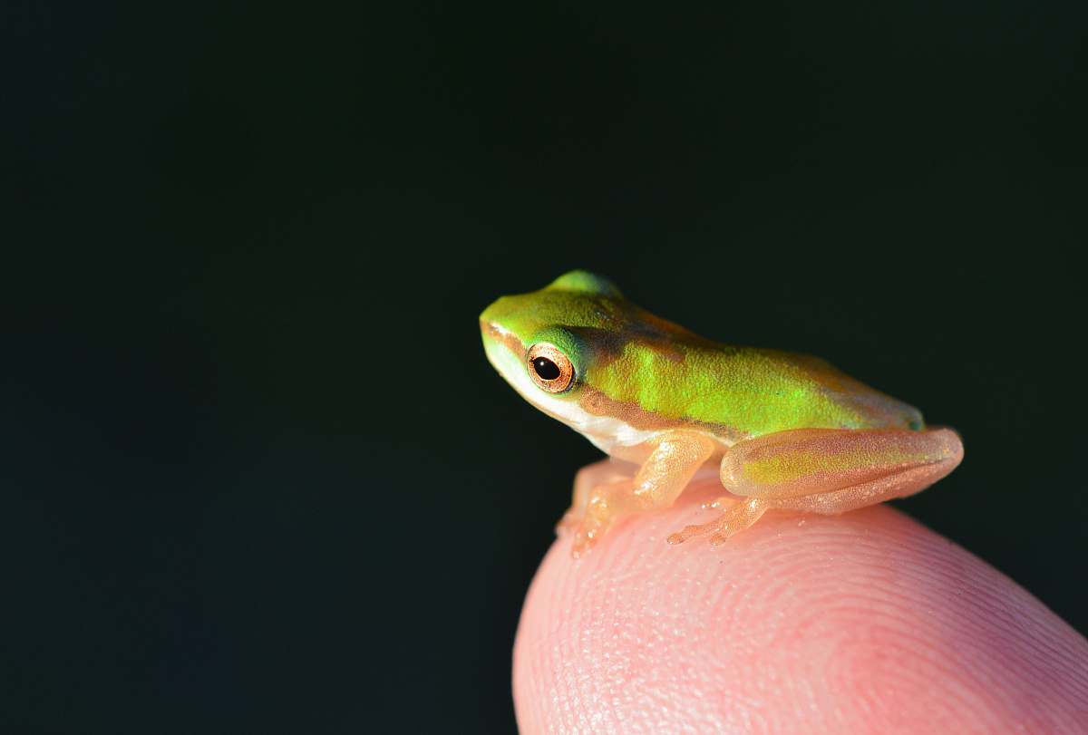 wildlife small green frog amphibian