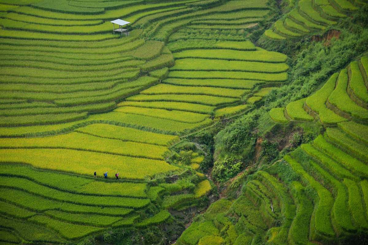 field aerial photography of green mountain vietnam