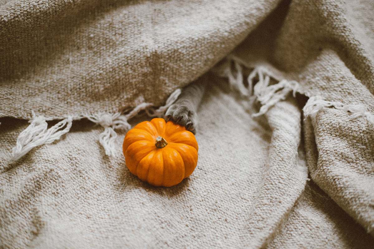 squash pumpkin on brown canvas textile vegetable