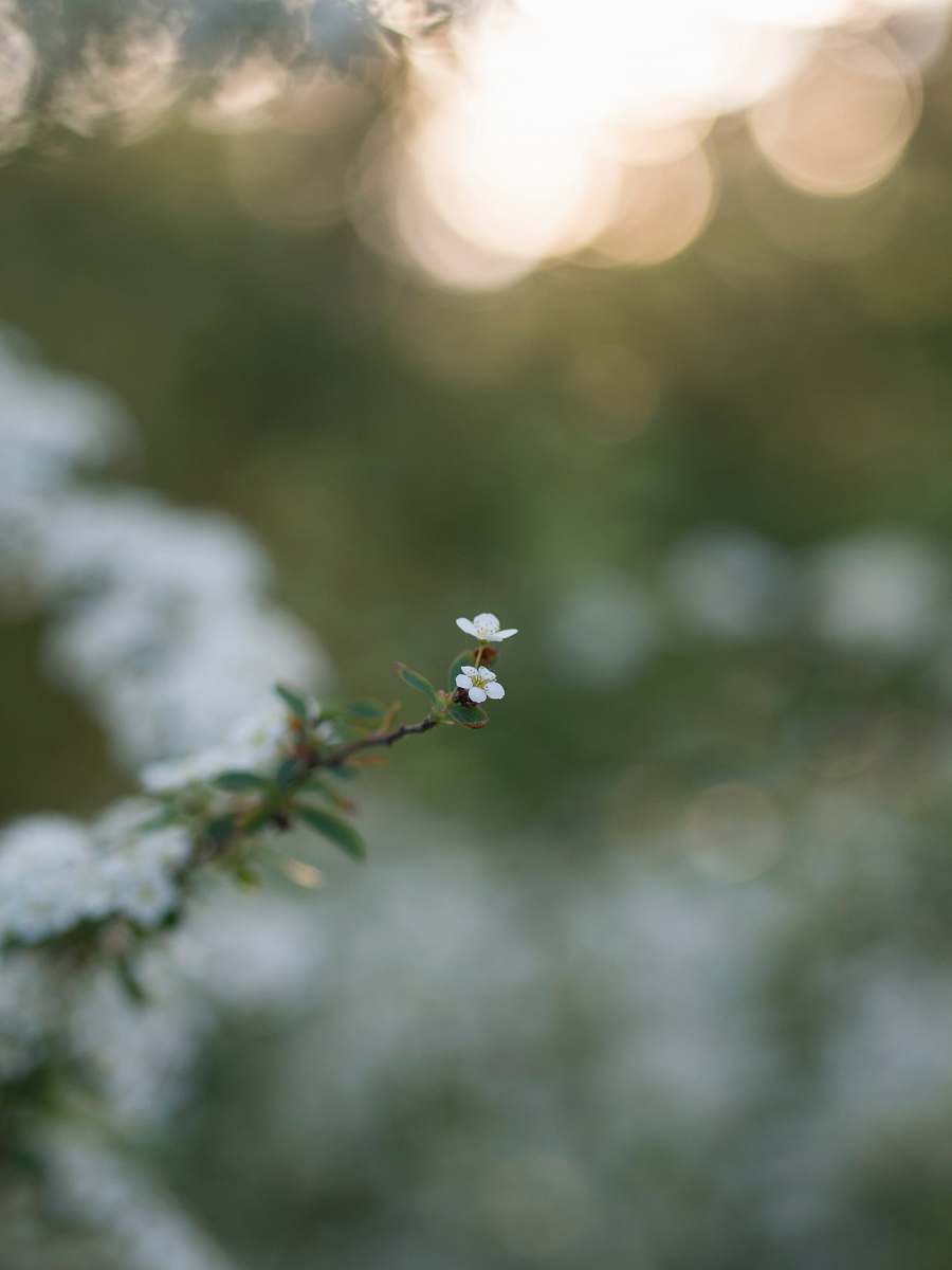 tree white flowers with green leaves flower