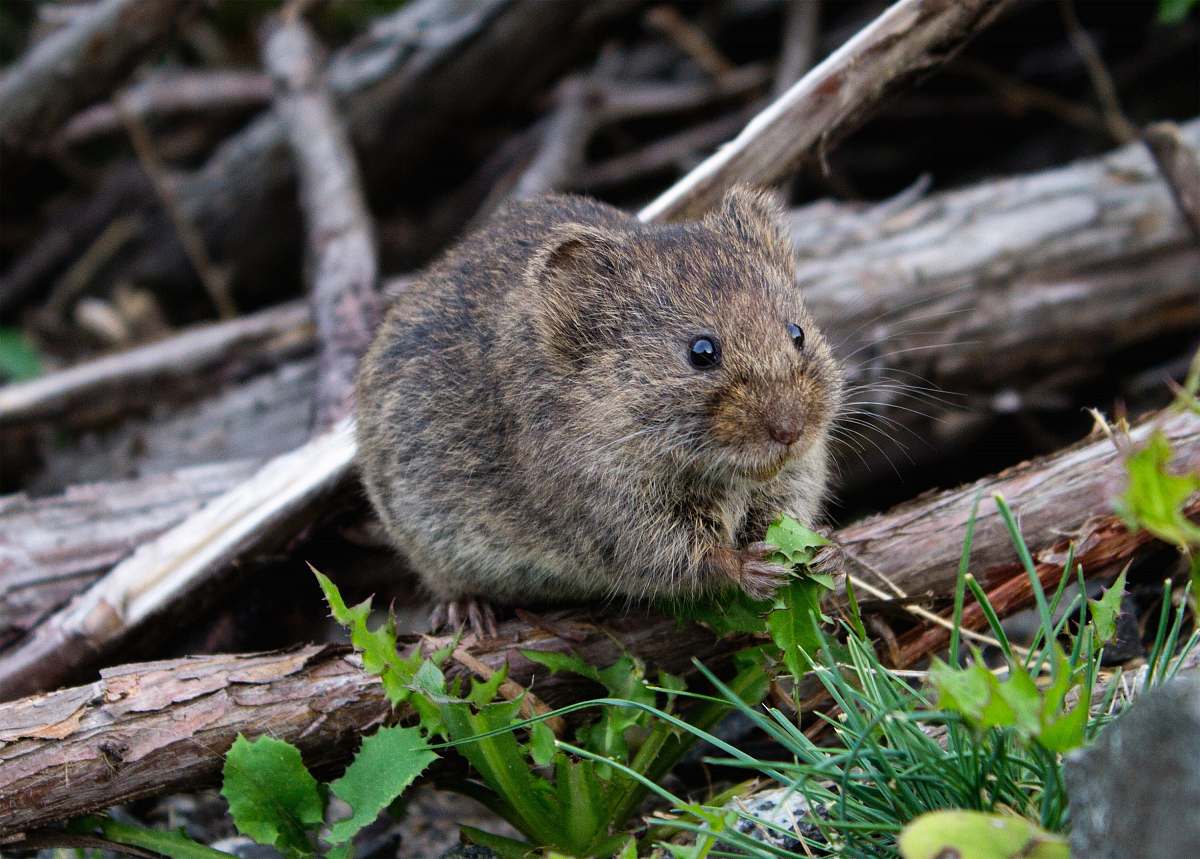 ogunquit brown rodent eating grass critter