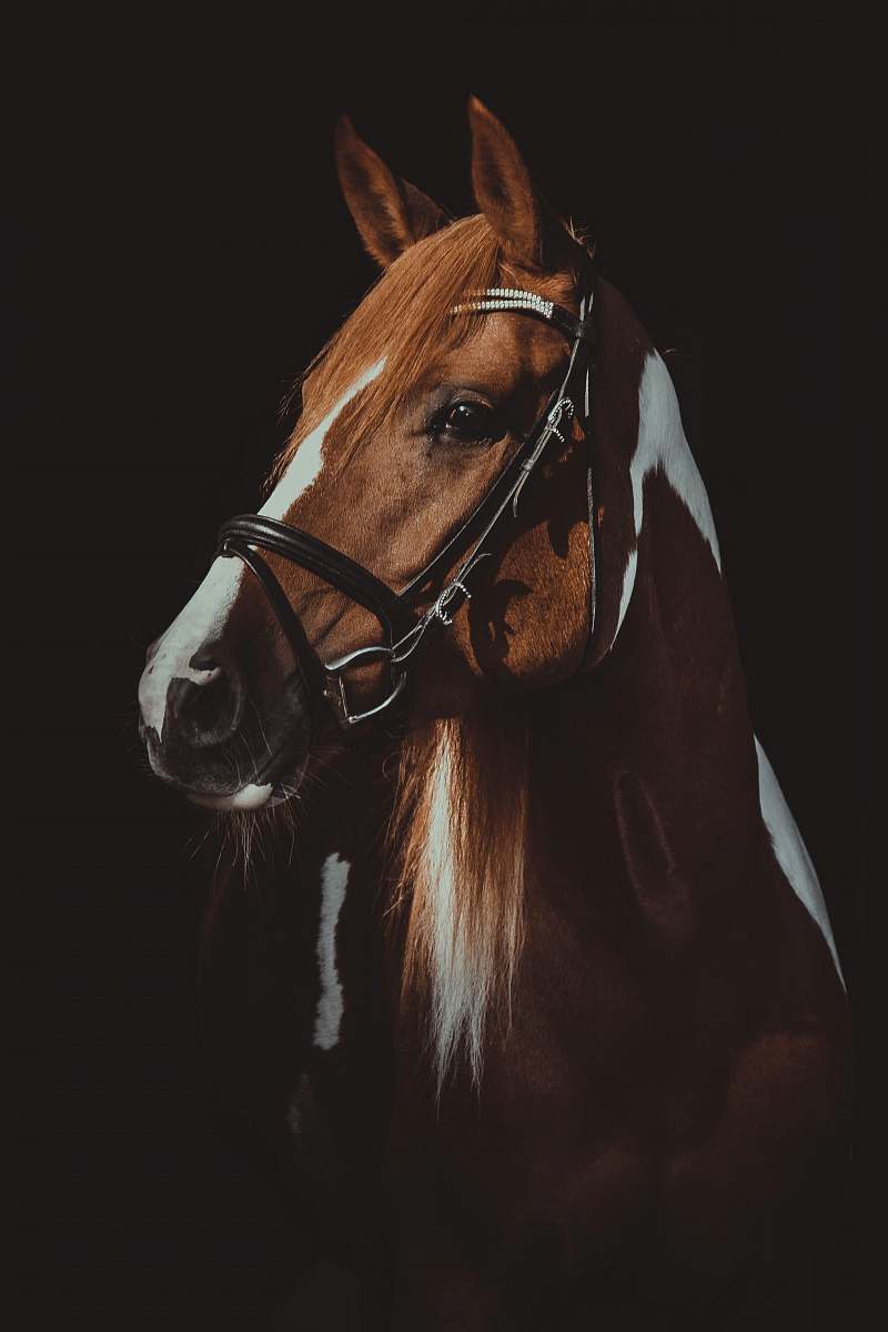 horse brown and white horse on focus photography mammal