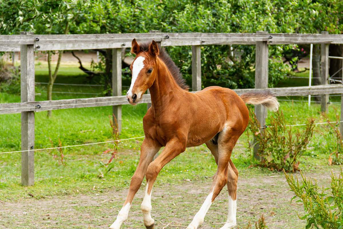 horse brown horse mammal