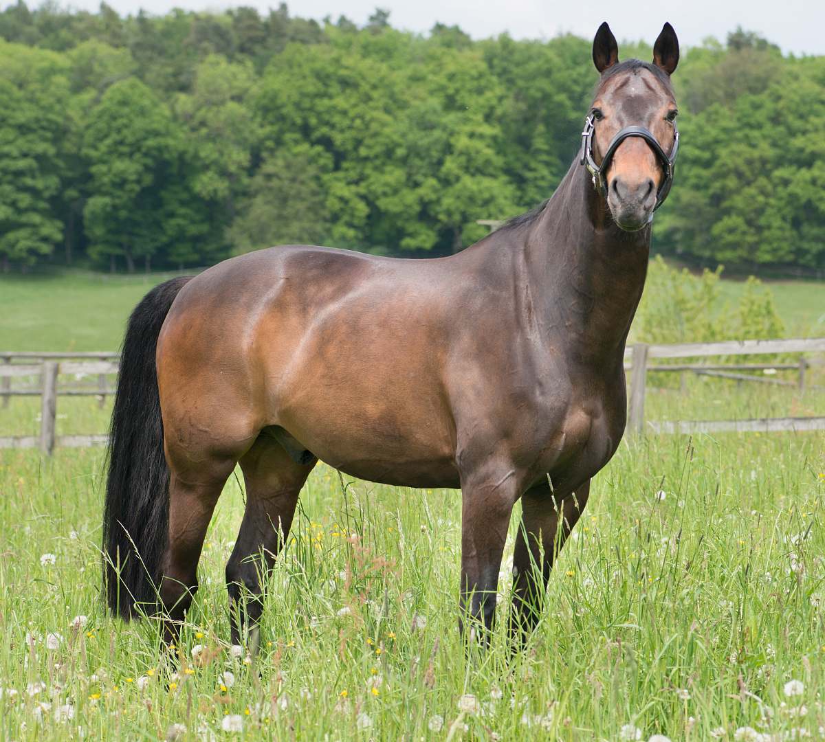 horse brown horse in forest mammal