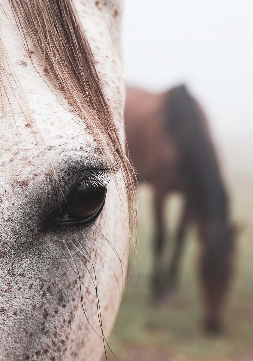 horse close view of white horse right eye mammal