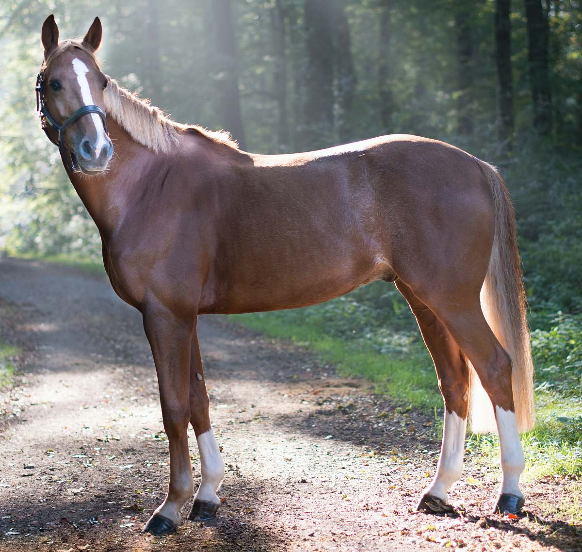 horse closeup photo of brown horse standing surrounded with trees mammal
