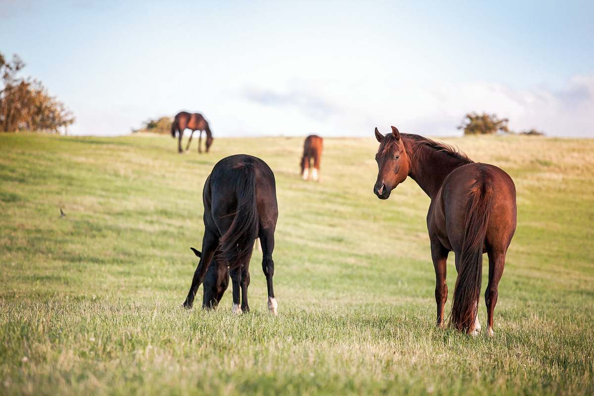 nature four horses on grass field horse