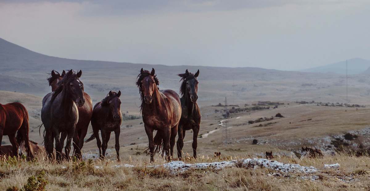 horse herd of horses on green grass field during daytime field