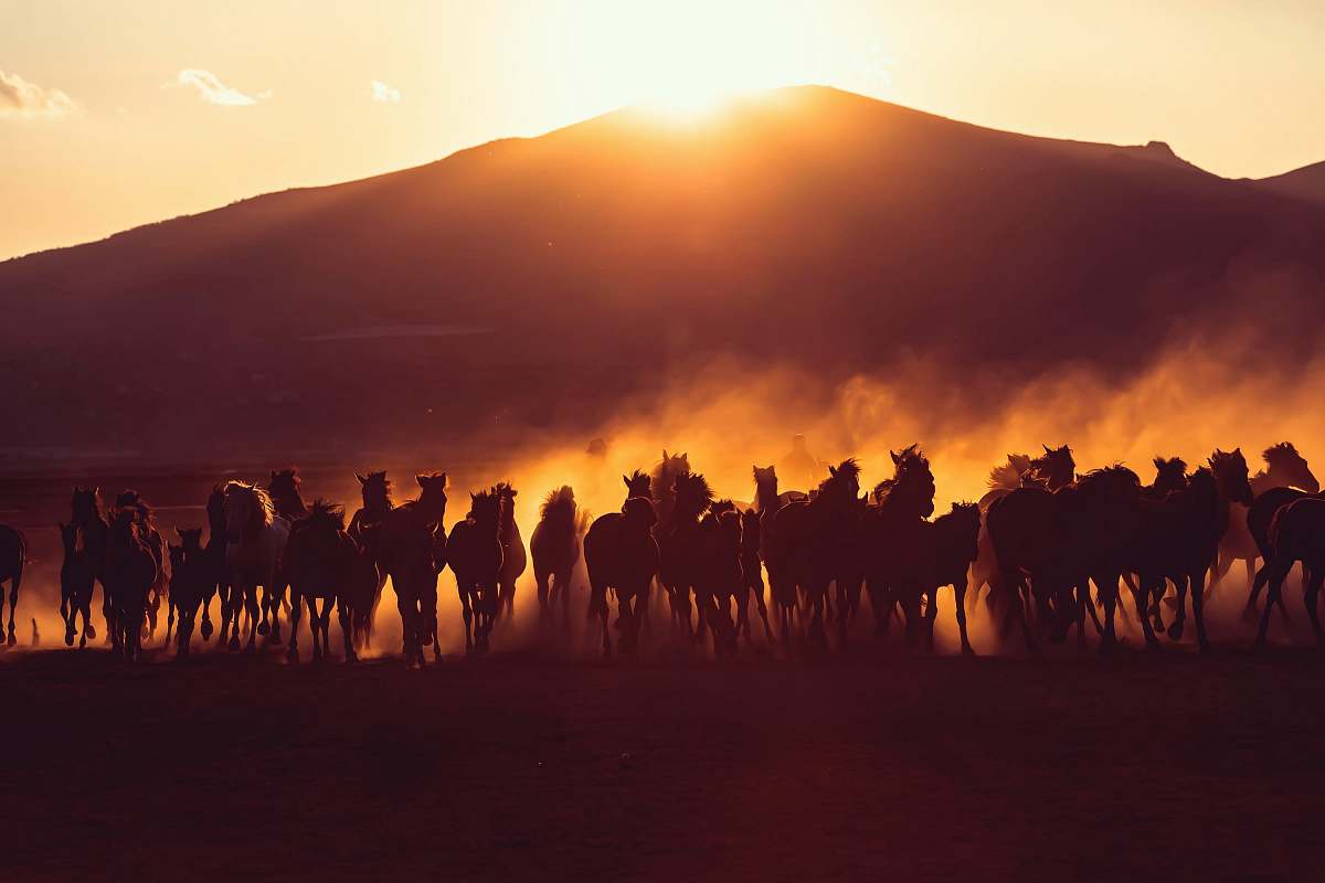 nature horses running near mountain during golden hour outdoors