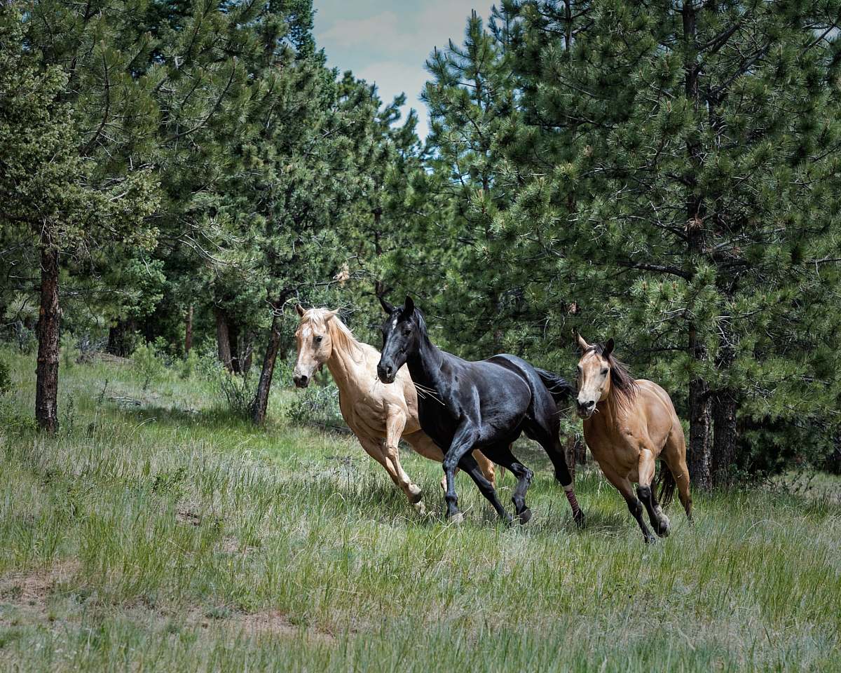 horse two brown and one black horse on green grass mammal