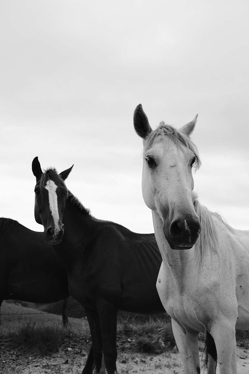 horse two white and black horses starring at right side under calm sky black-and-white