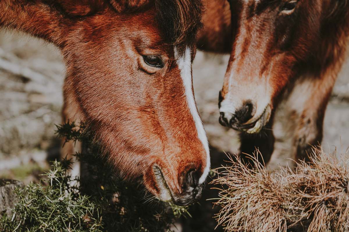 animal close-up photography of two red horses eating grasses mammal