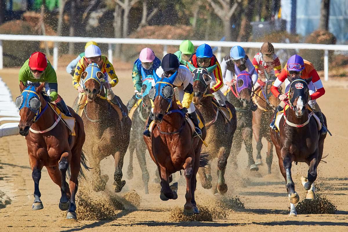 human equestrian riding horse at daytime person