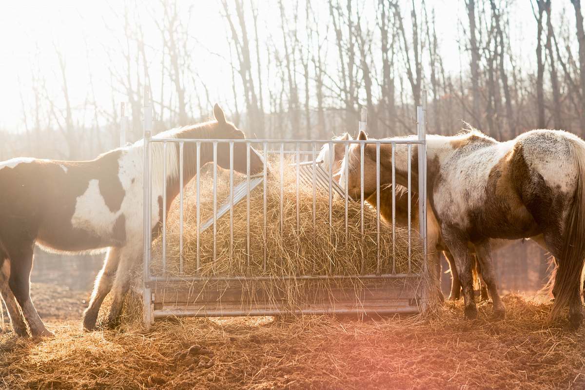 animal group of horse eating hay bull