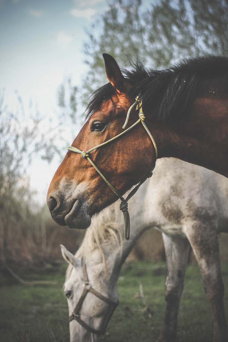animal photo of brown horse near white horse ilieni