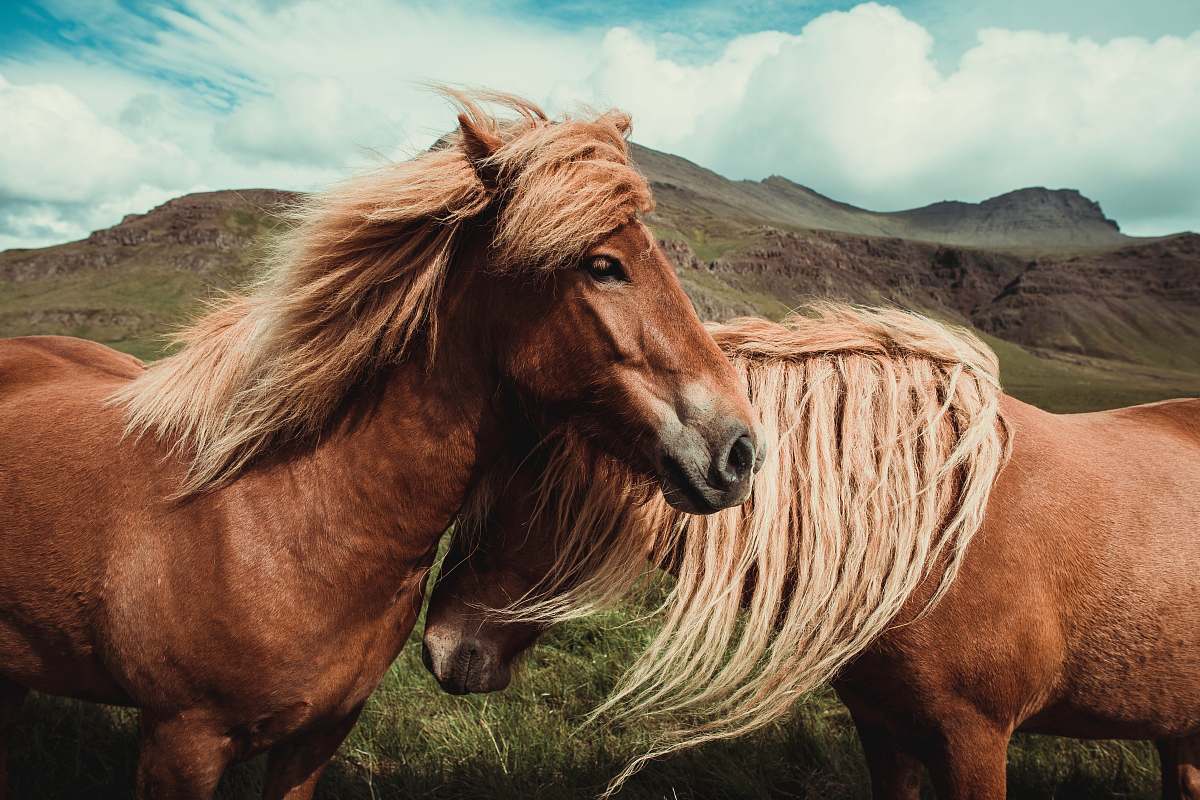 animal two horses in wilderness iceland
