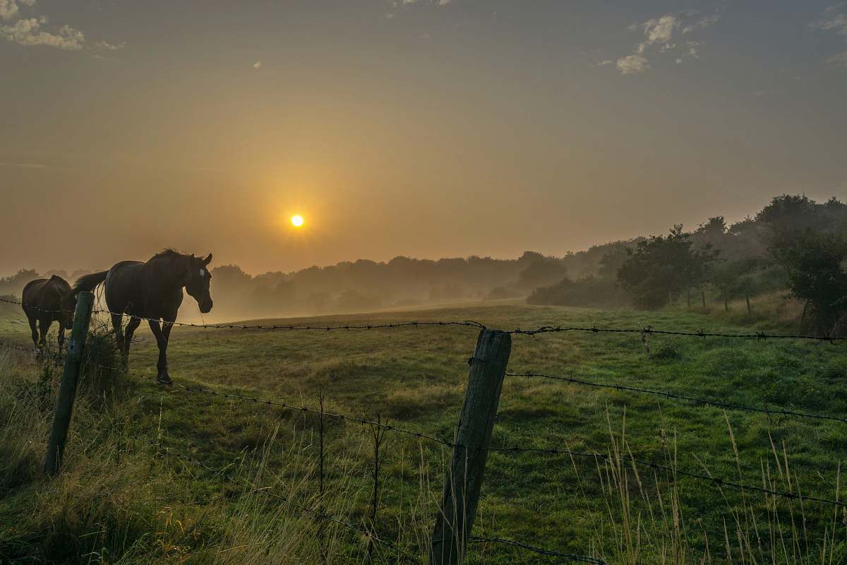 field two brown horses on open field during sunrise grassland