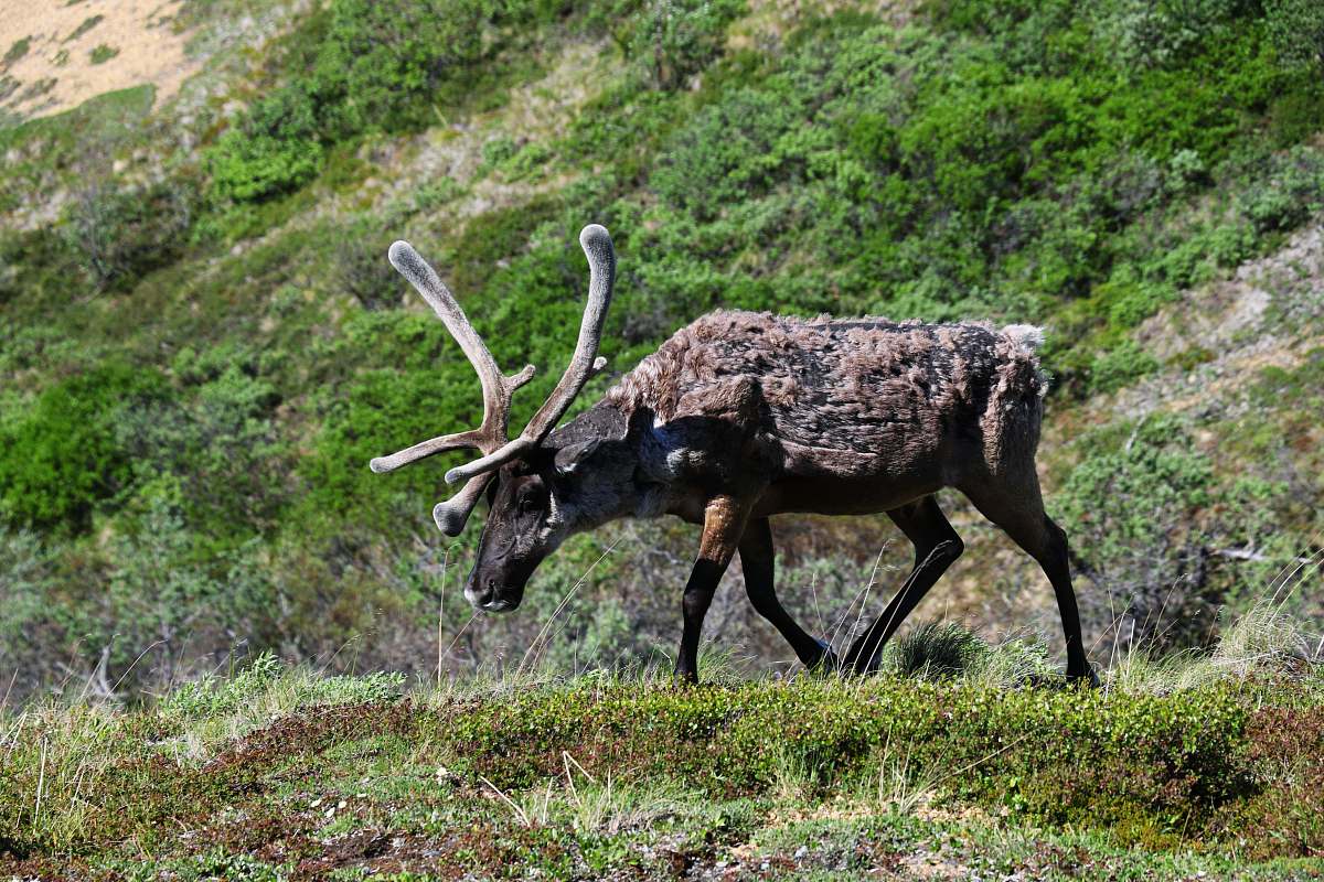 deer black moose in the middle of the grassland wildlife