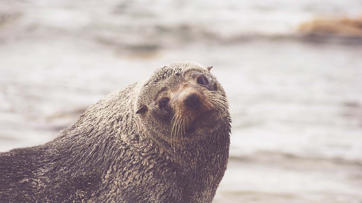 mammal brown walrus in rule of thirds photography seal
