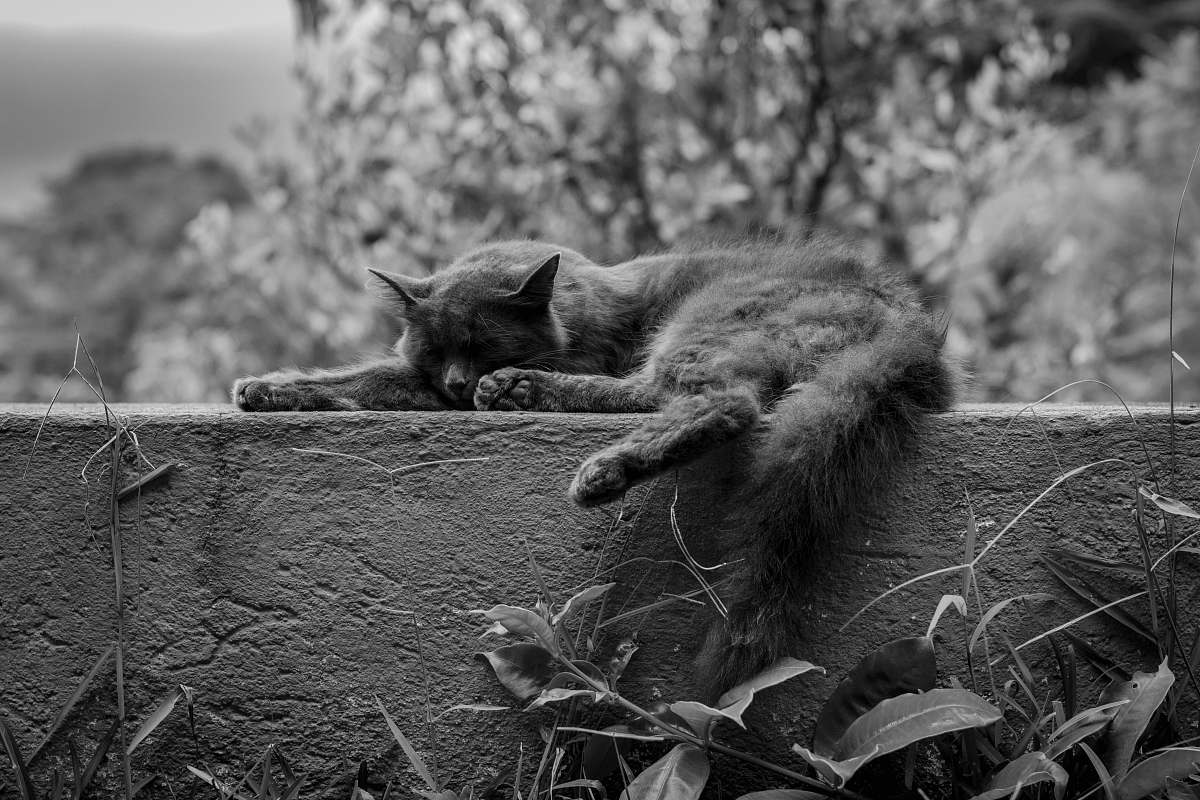 black-and-white grayscale photo of cat animal on concrete wall cofradía de suchitlán