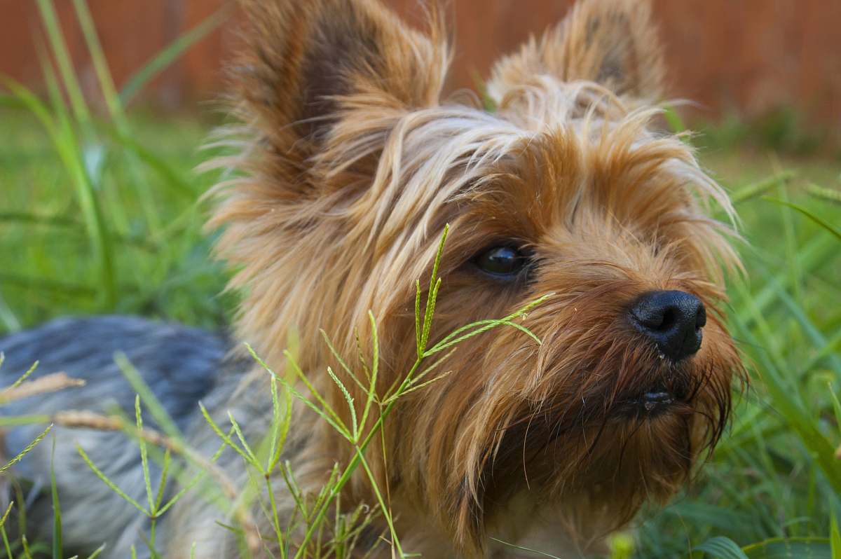 pet Yorkshire Terrier lying on grass covered ground dog
