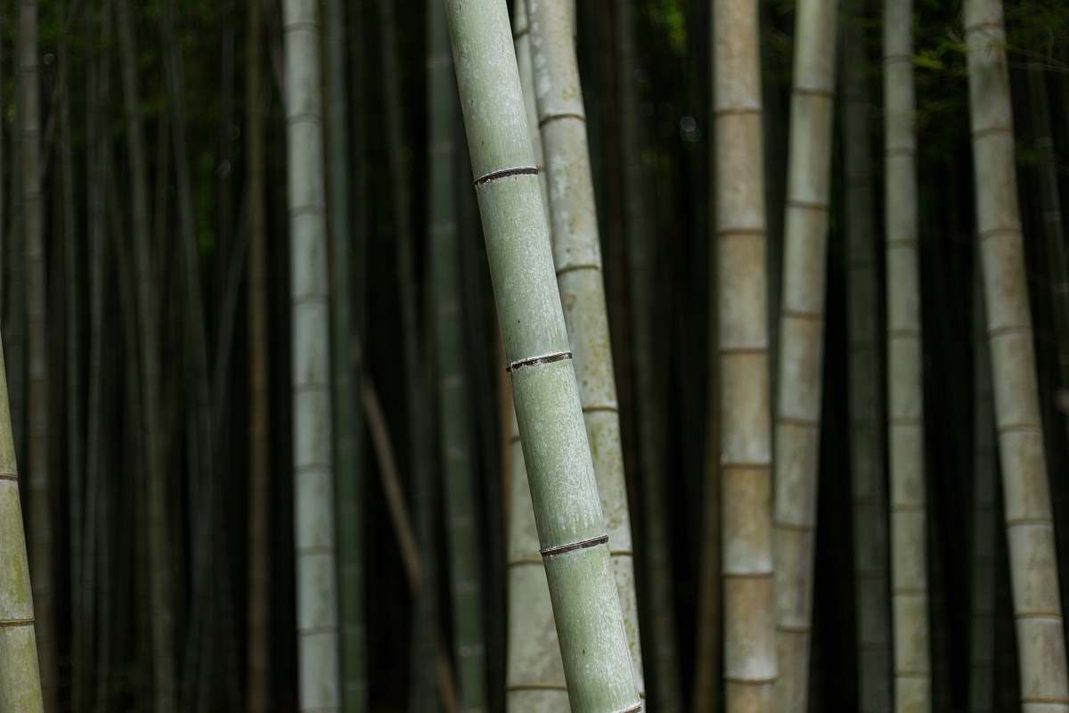 plant selective focus photography of bamboo trees flora