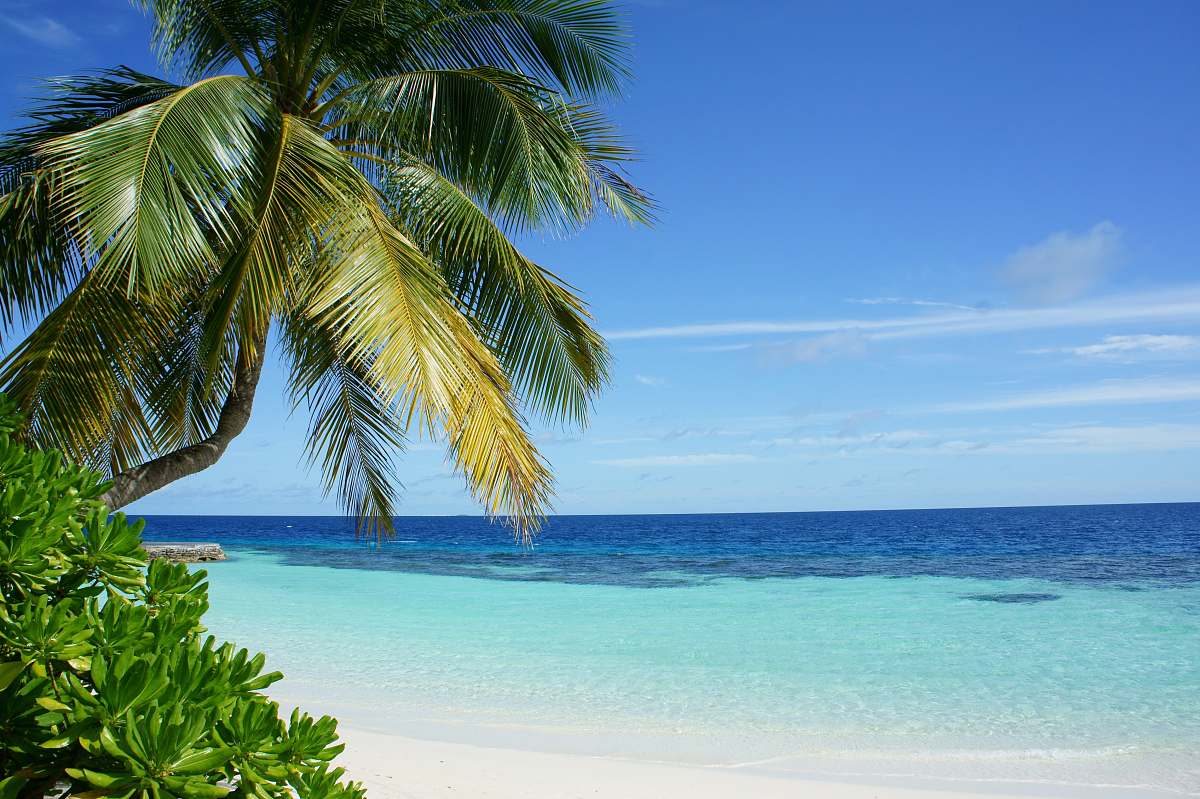 Sea Coconut Tree Near Body Of Water Water Image Free Stock Photo