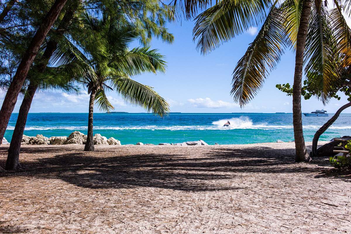 nature green leaf coconut trees on beach during daytime water