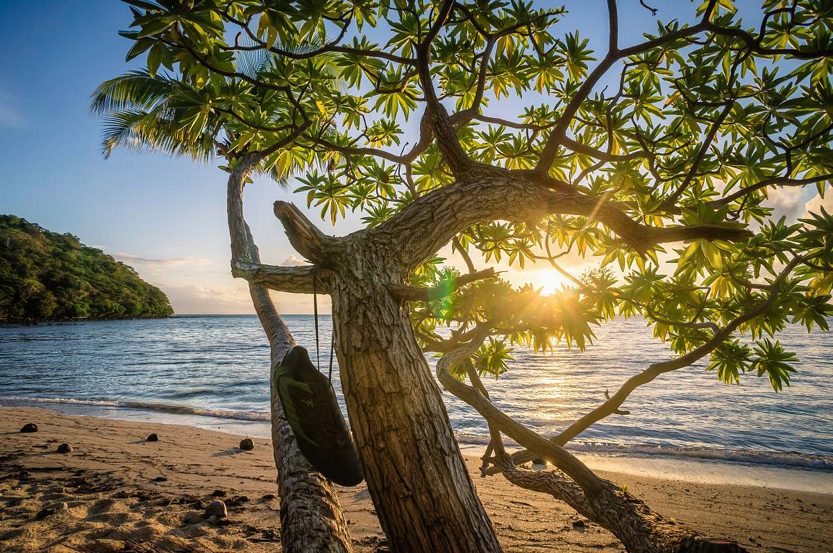 ocean green tree on seashore near beach at daytime tree