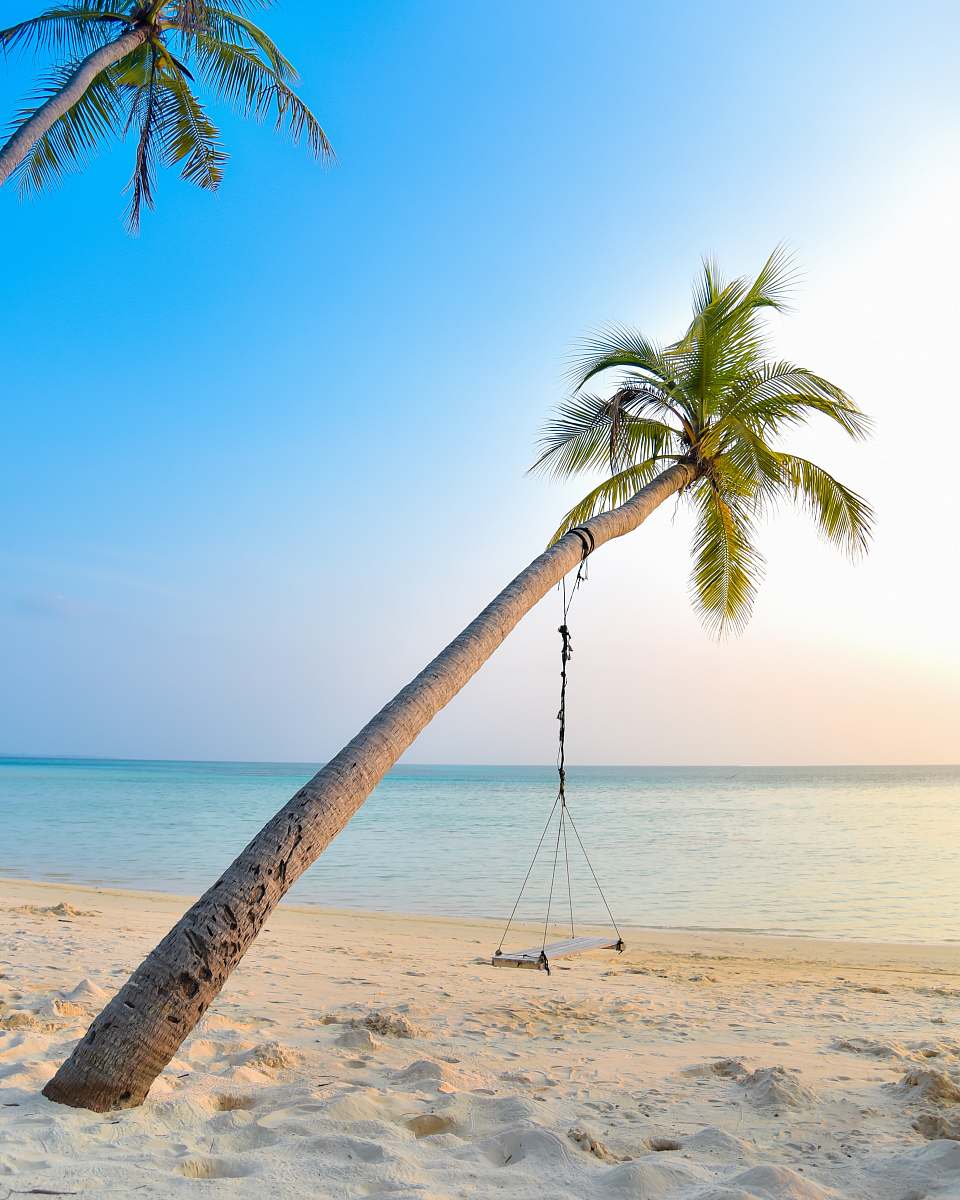 water swing hang on coconut tree near seashore tree